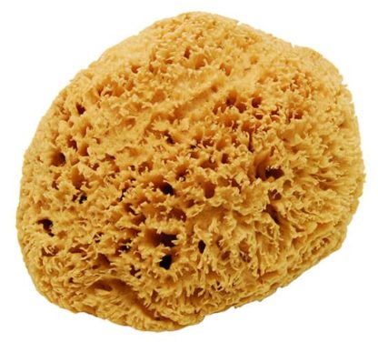 Natural Ocean Sponge - NuTech Cleaning Systems